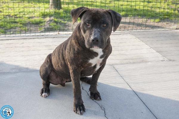 Chanel: non è un accessorio, è una scelta per sempre Foto 6